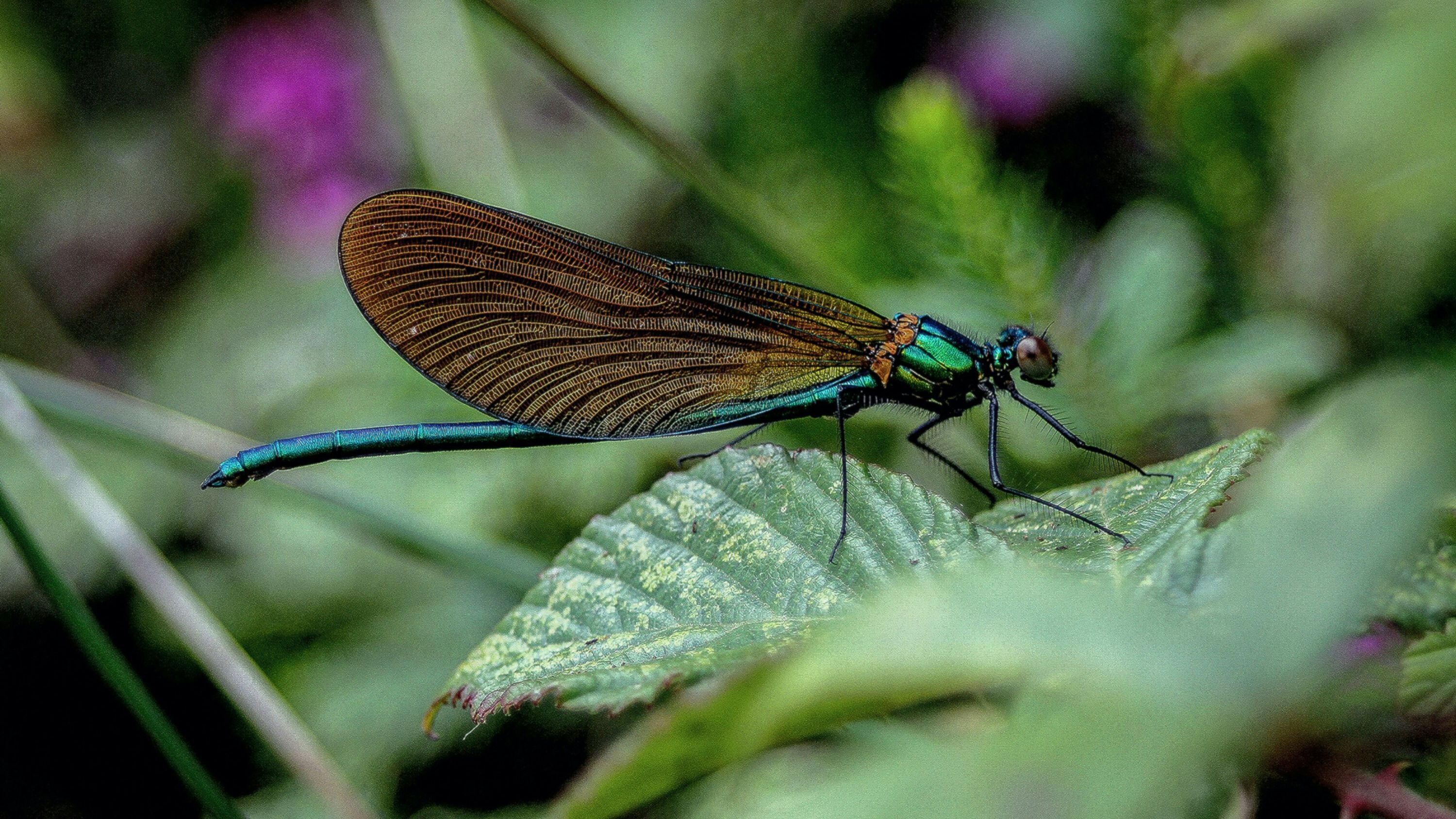 Image of a butterfly specimen, Pleuropruch insulsaria