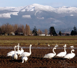 The Pacific Northwest has the largest population of wintering Trumpeter Swans. Swans are facing a critical shortage of wintering habitat