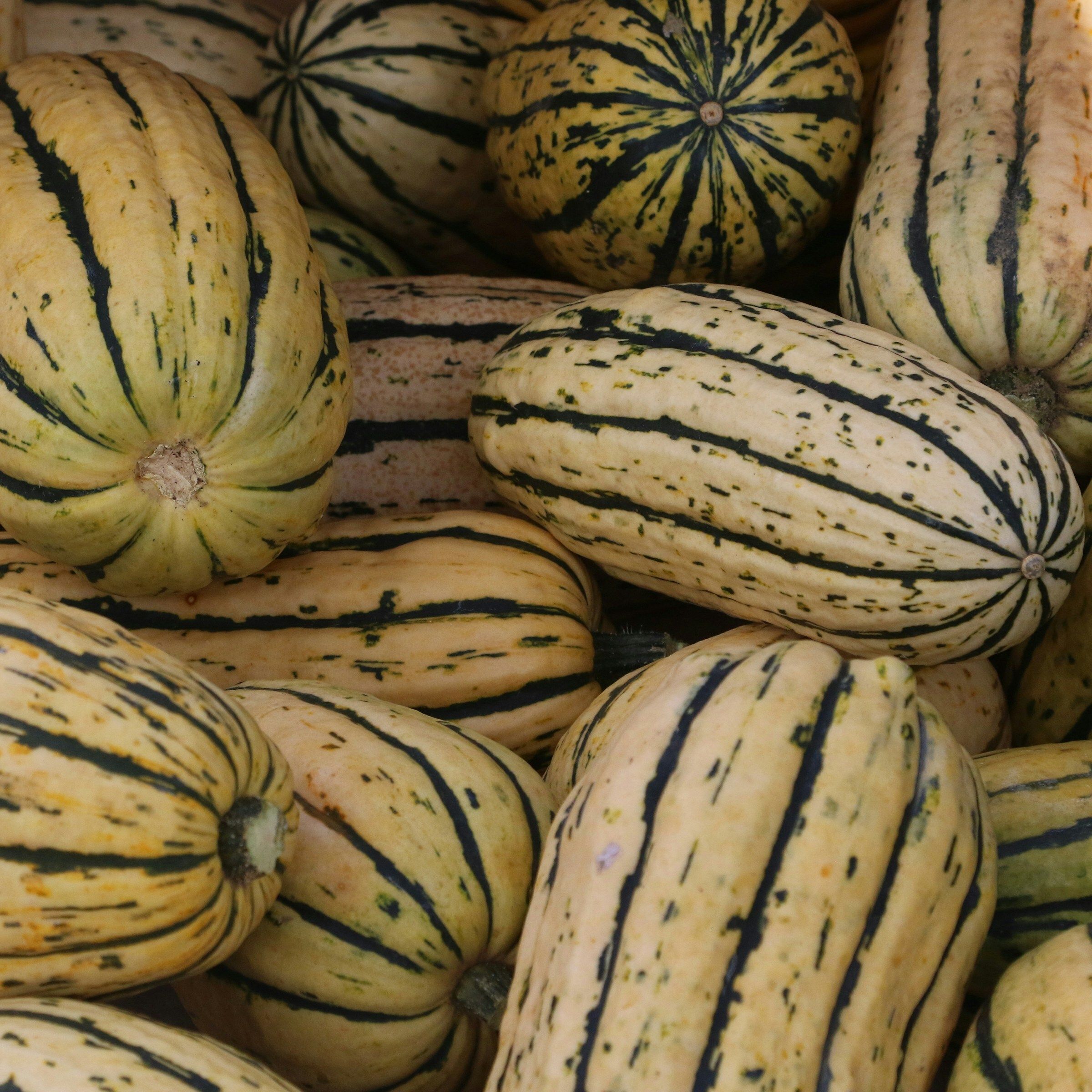 Winter Squash