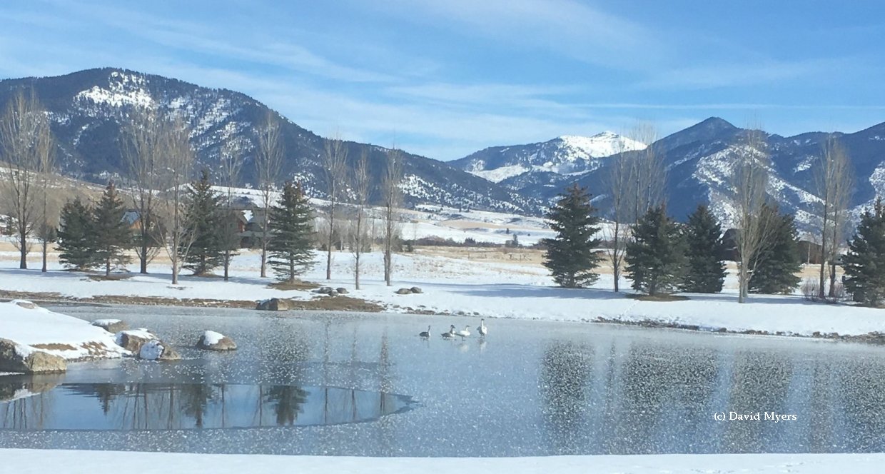 Rocky Mountain Population Trumpeter Swan Society