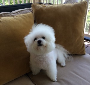 What I’ve Learned from My Dog