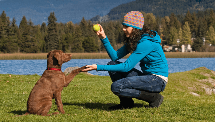 Dogs Disclosed - WHY PROVIDING ENRICHMENT FOR DOGS IS SO IMPORTANT  Enrichment is defined as the action of improving or enhancing the quality  or value of something. Enrichment for dogs is about