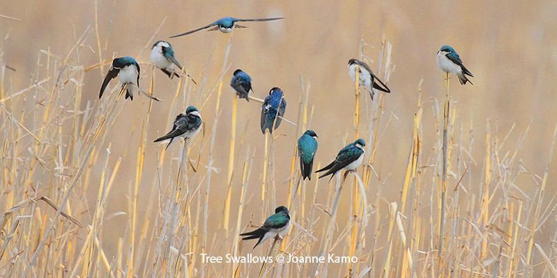 Tree Swallows