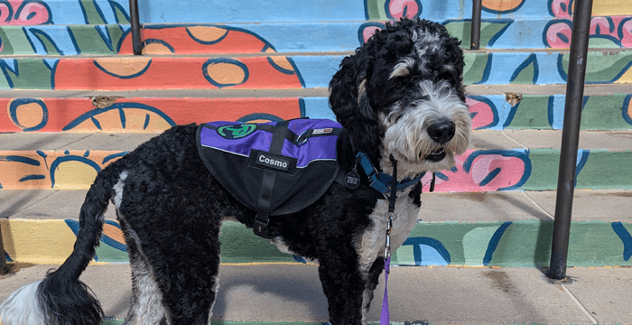 Cosmo standing on painted steps