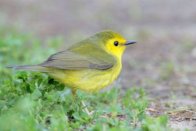 hooded warbler range