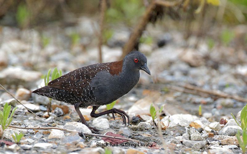 Black Rail