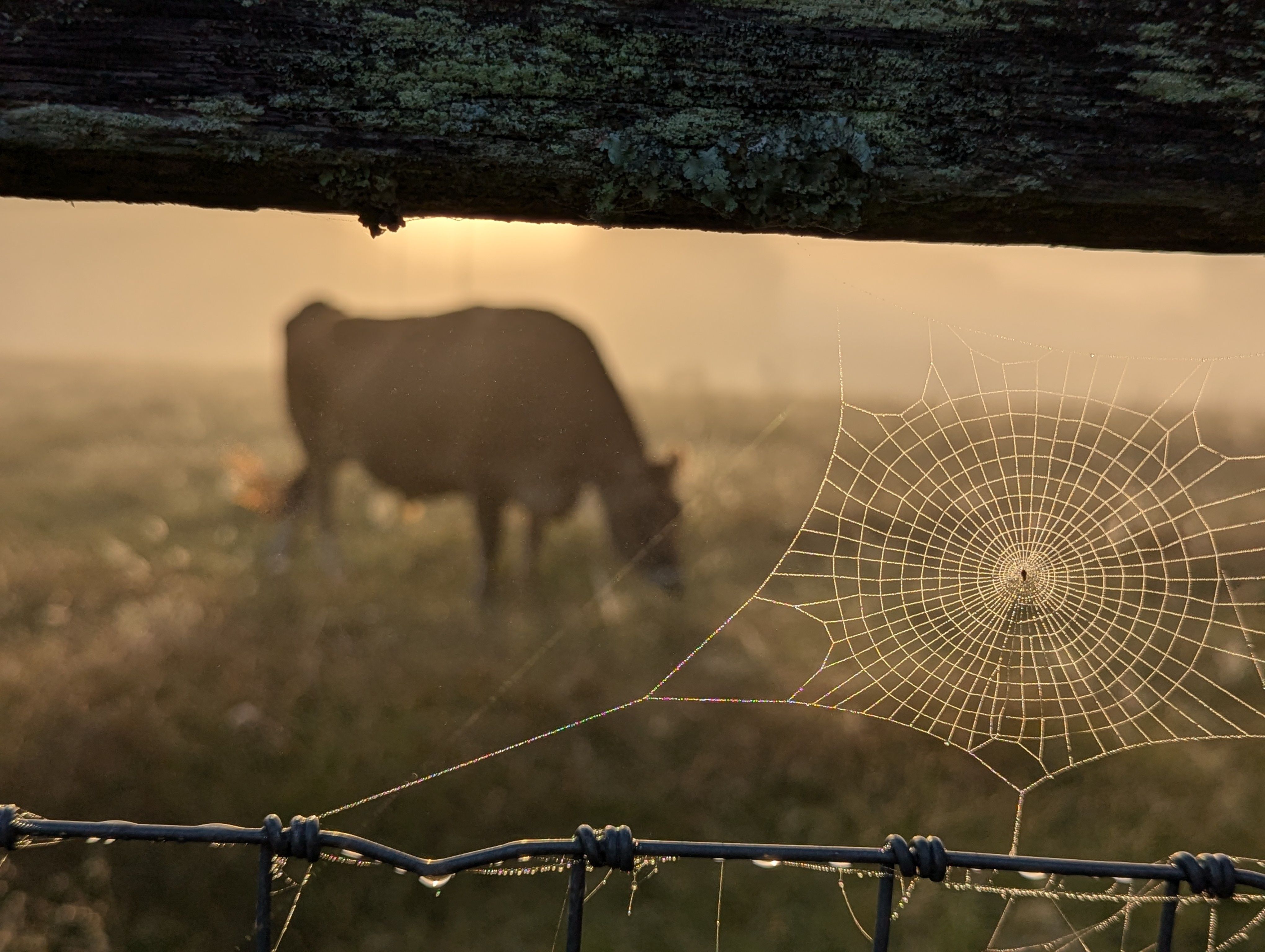 Spiderwebs