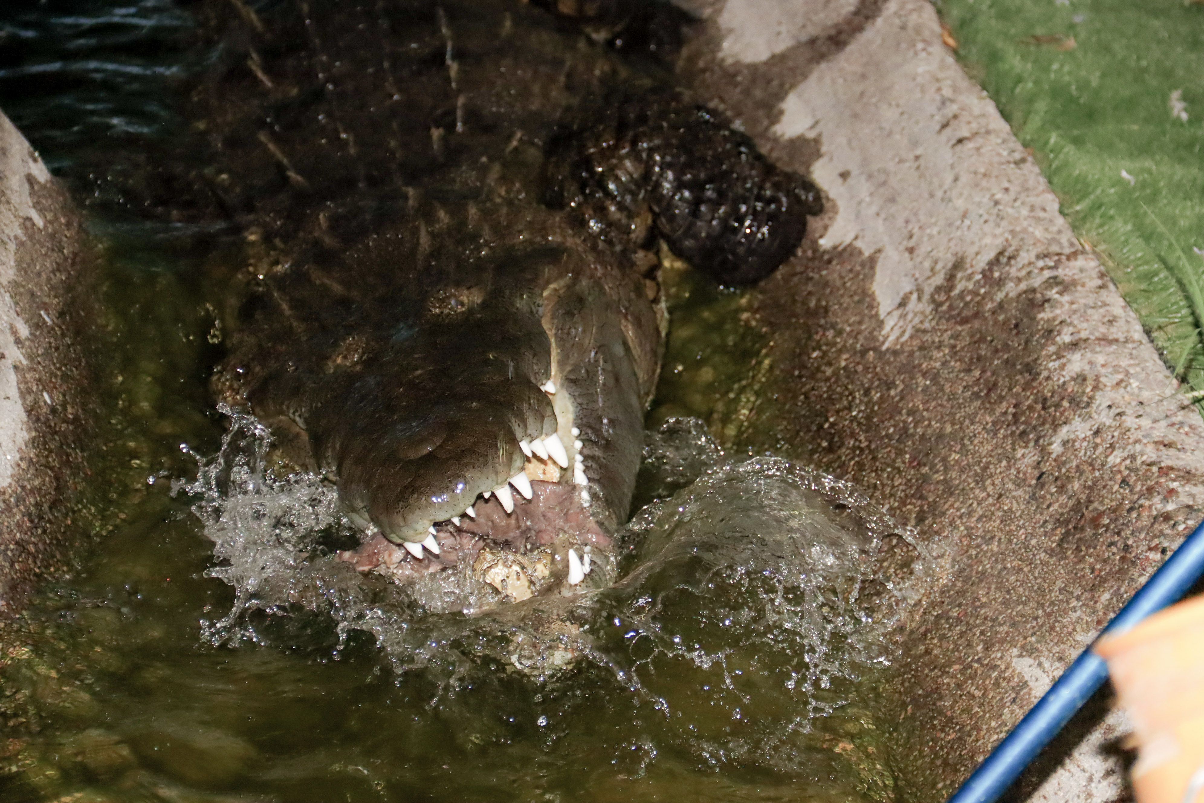 Alligator vs. Crocodile: 6 Key Differences and Who Wins in a Fight - AZ  Animals