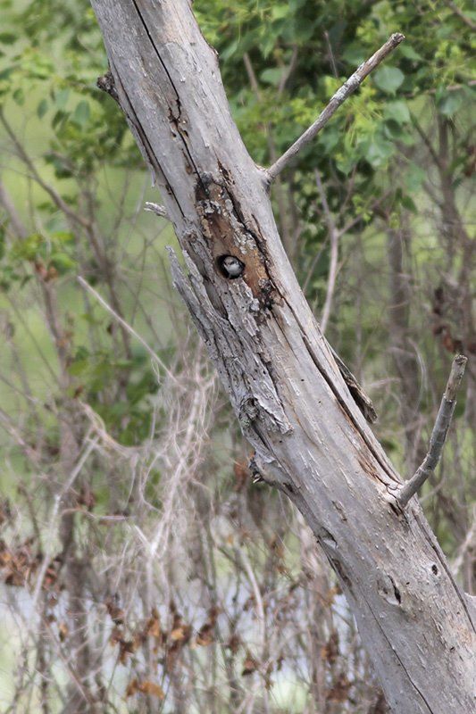 Tree Swallow