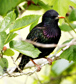 European Starling
