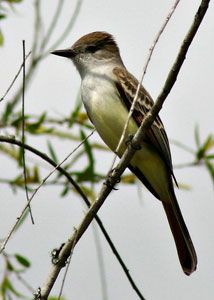 Great Crested Flycatcher