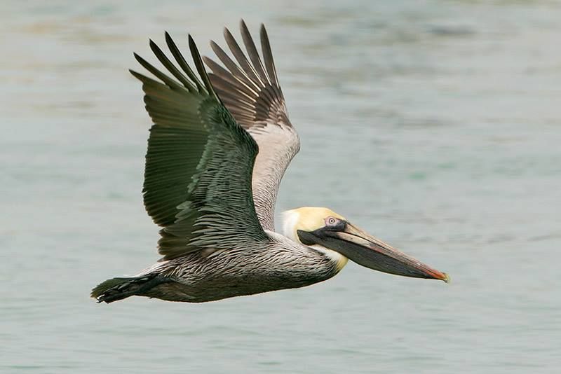 Brown Pelican