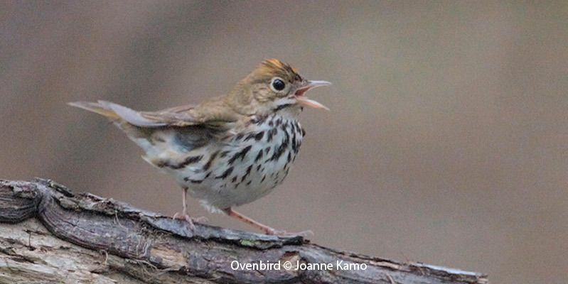 Ovenbird