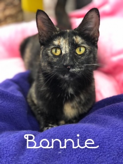 Bonnie 31719