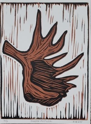 Moose Antler