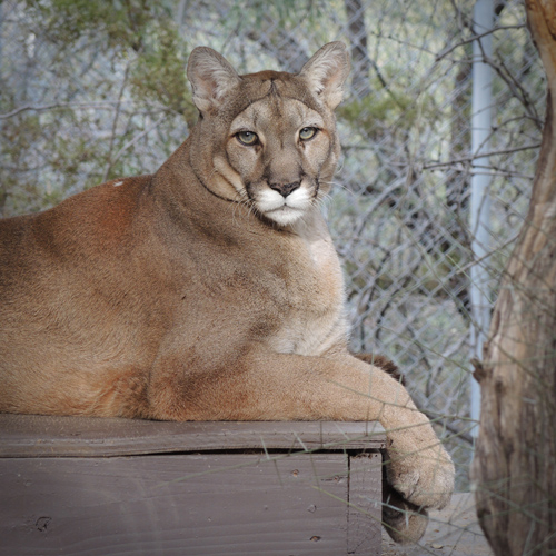 Cleo Mountain Lion Photo by WJ Wheaton