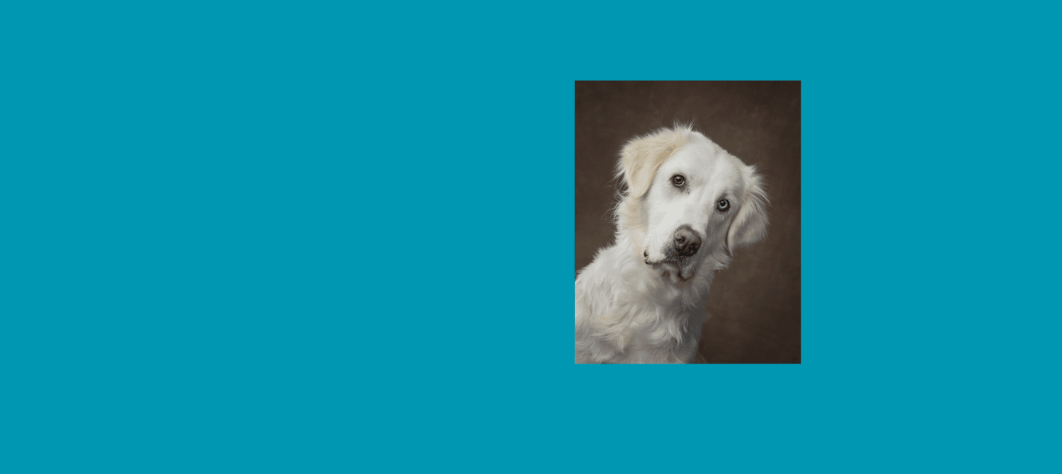 Give Vulnerable Animals the Second Chance They Deserve