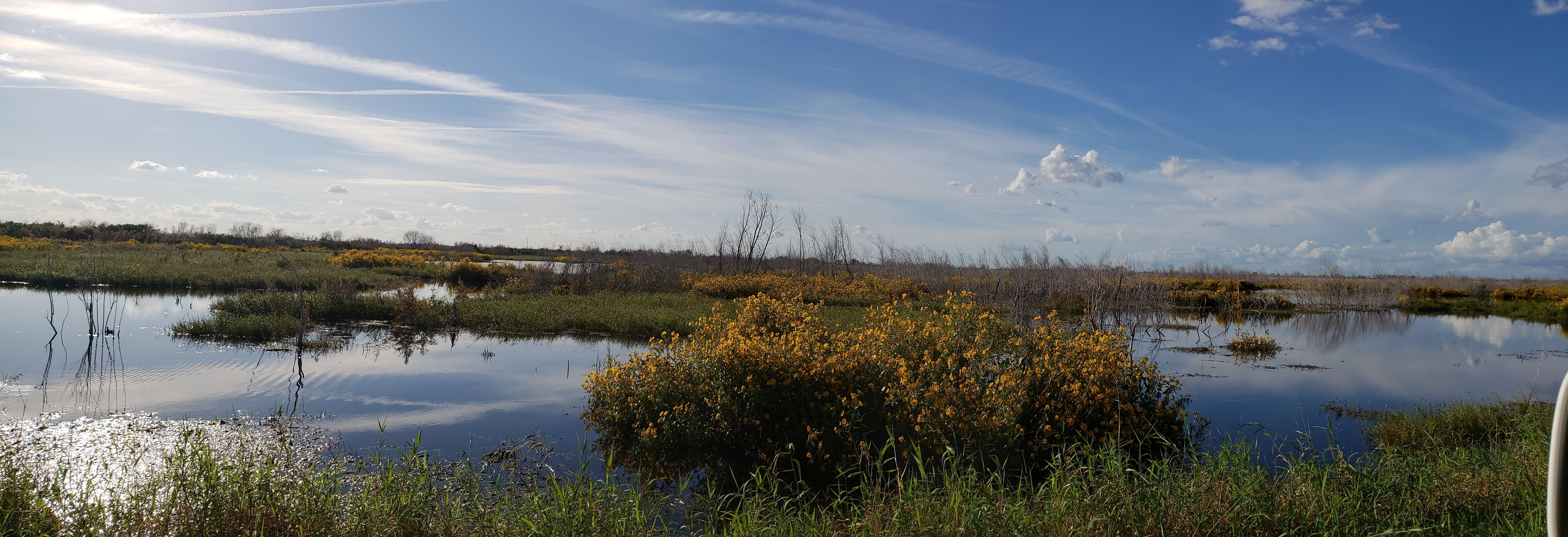 This is a view from the Lake Apopka Wildlife Drive showing the marsh behind a cluster of yellow flowers.