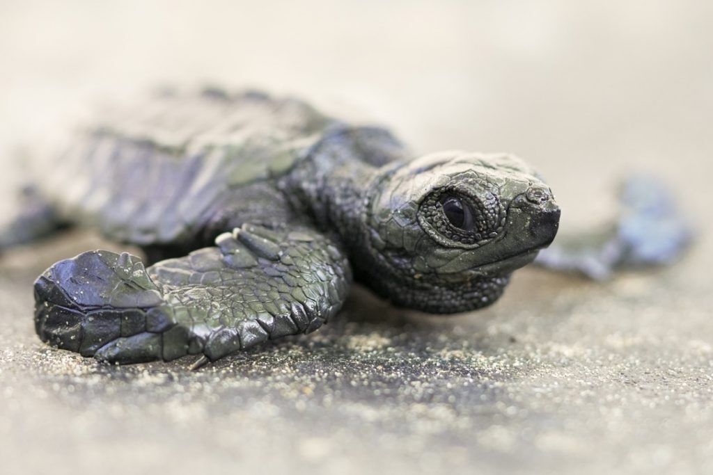 Baby sea turtle face