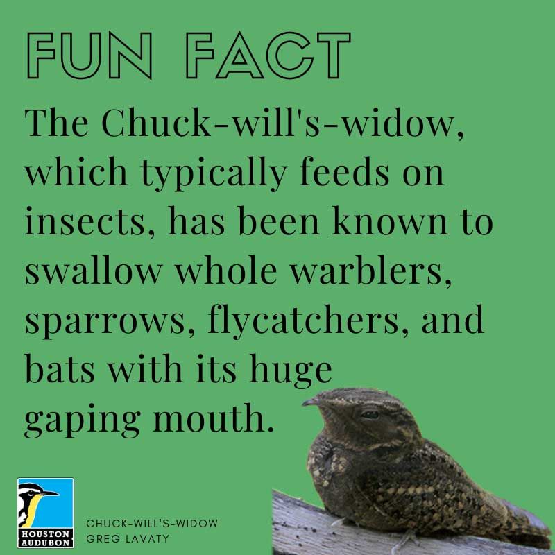 Fun fact