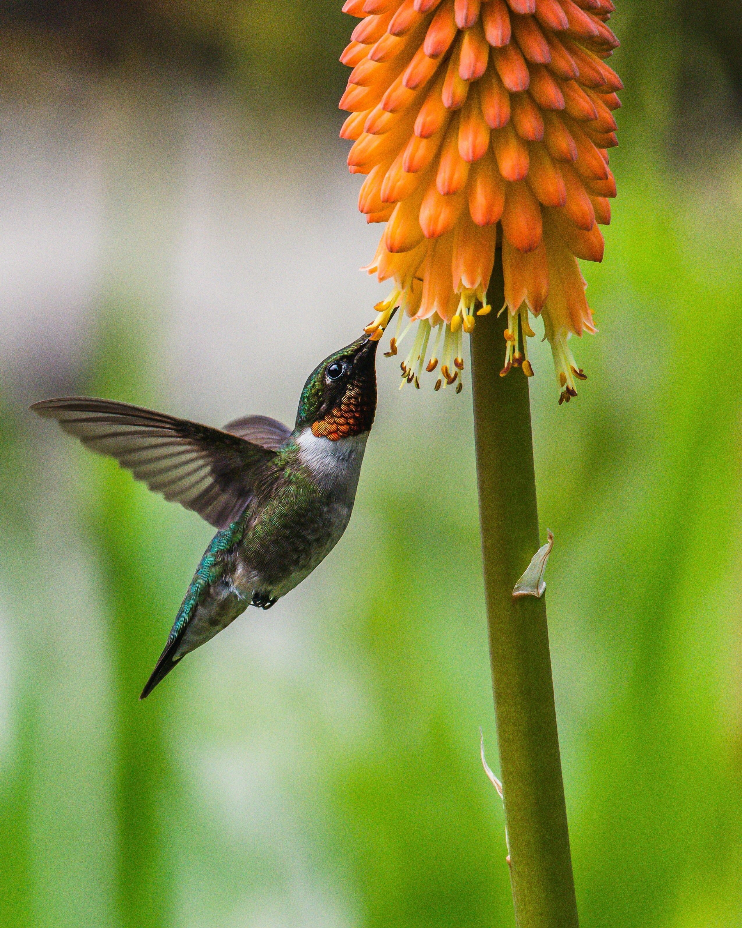 Hummingbirds: Small but Mighty, hummingbird feeder, kerrville events near me, NEd Talk, Nature Education Talk , The Healing Powers of Native Plants, Nature Lover, Riverside Nature Center, things to do in kerrville, nature tips