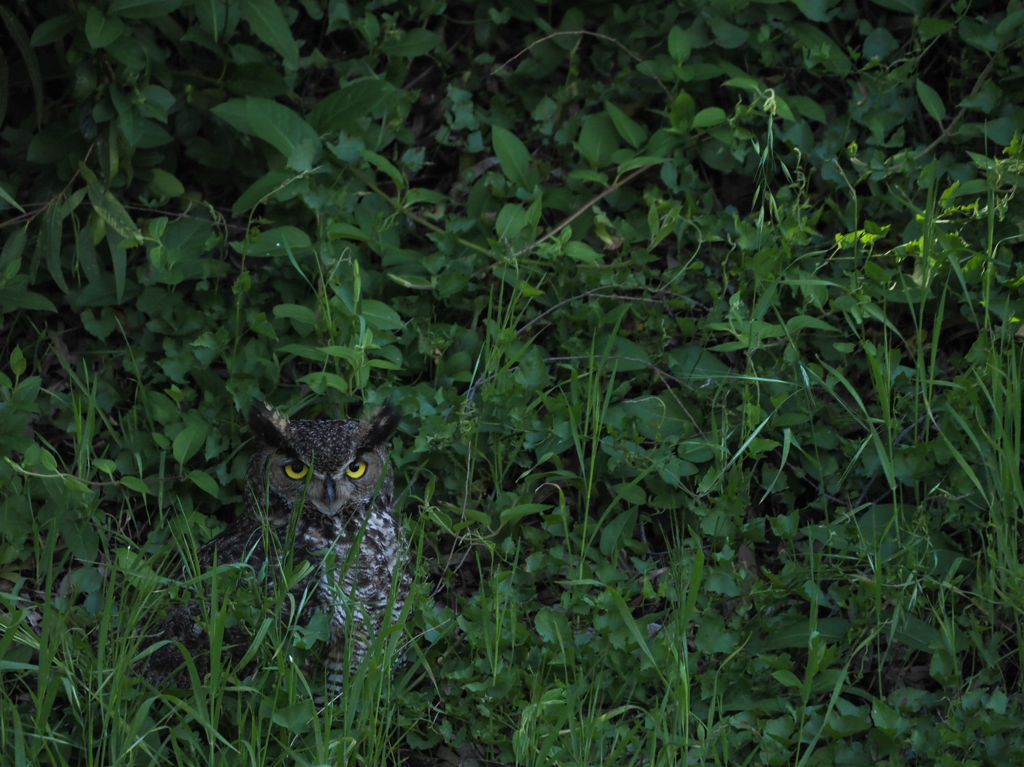 Great Horned Owl in Bonita, by Erik Boman