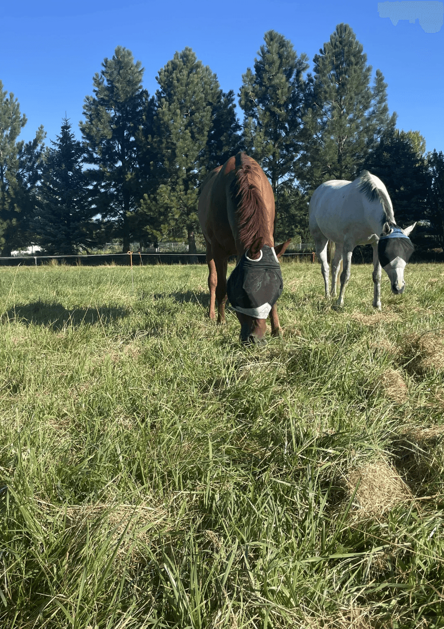 Pasture Evaluation Program