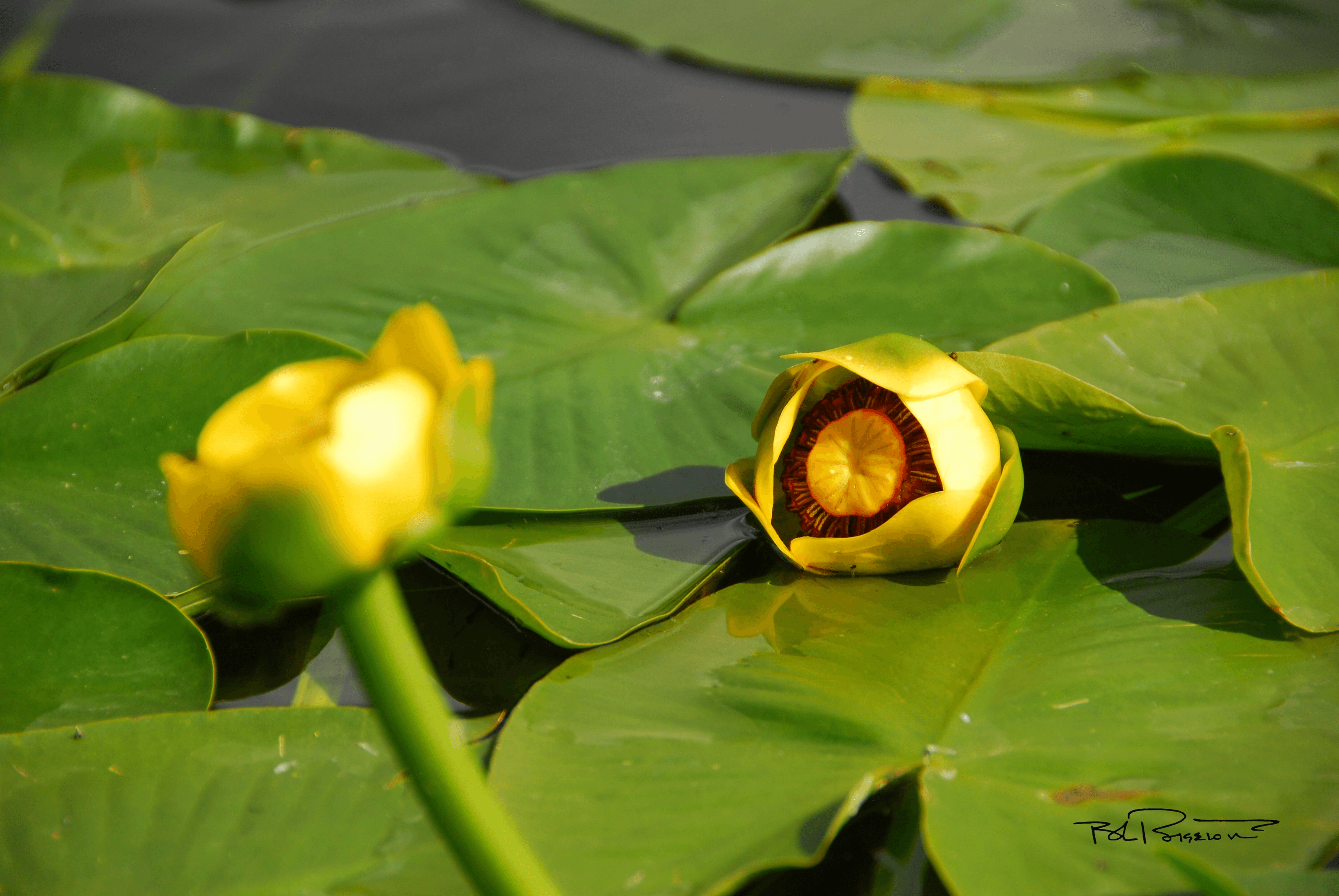 Water Lily