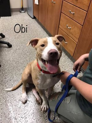 OBI