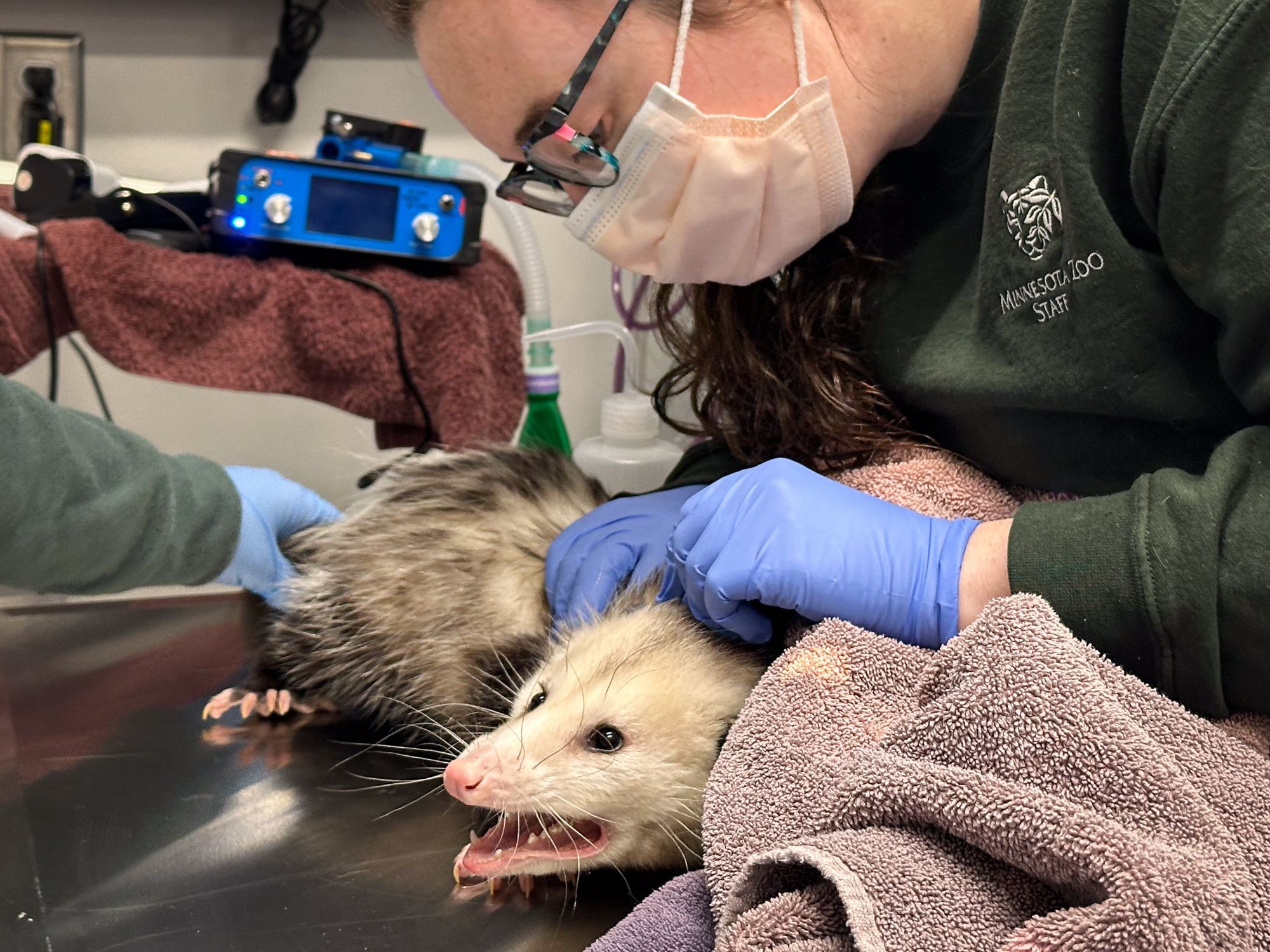 Opossum Hospitalized After Gorging On A Costco Chocolate Cake