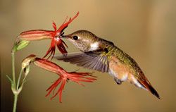 Beak of the Week: Rufous Hummingbird