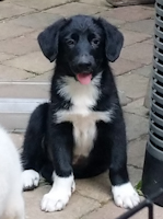 Carson - ADOPTED