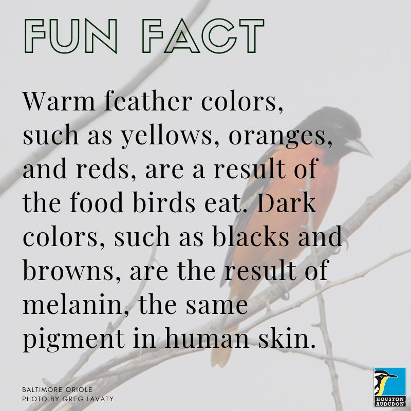 Warm feather colors fun fact