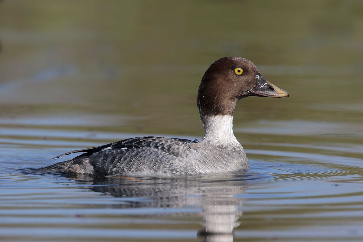 Common Goldeneye (female)