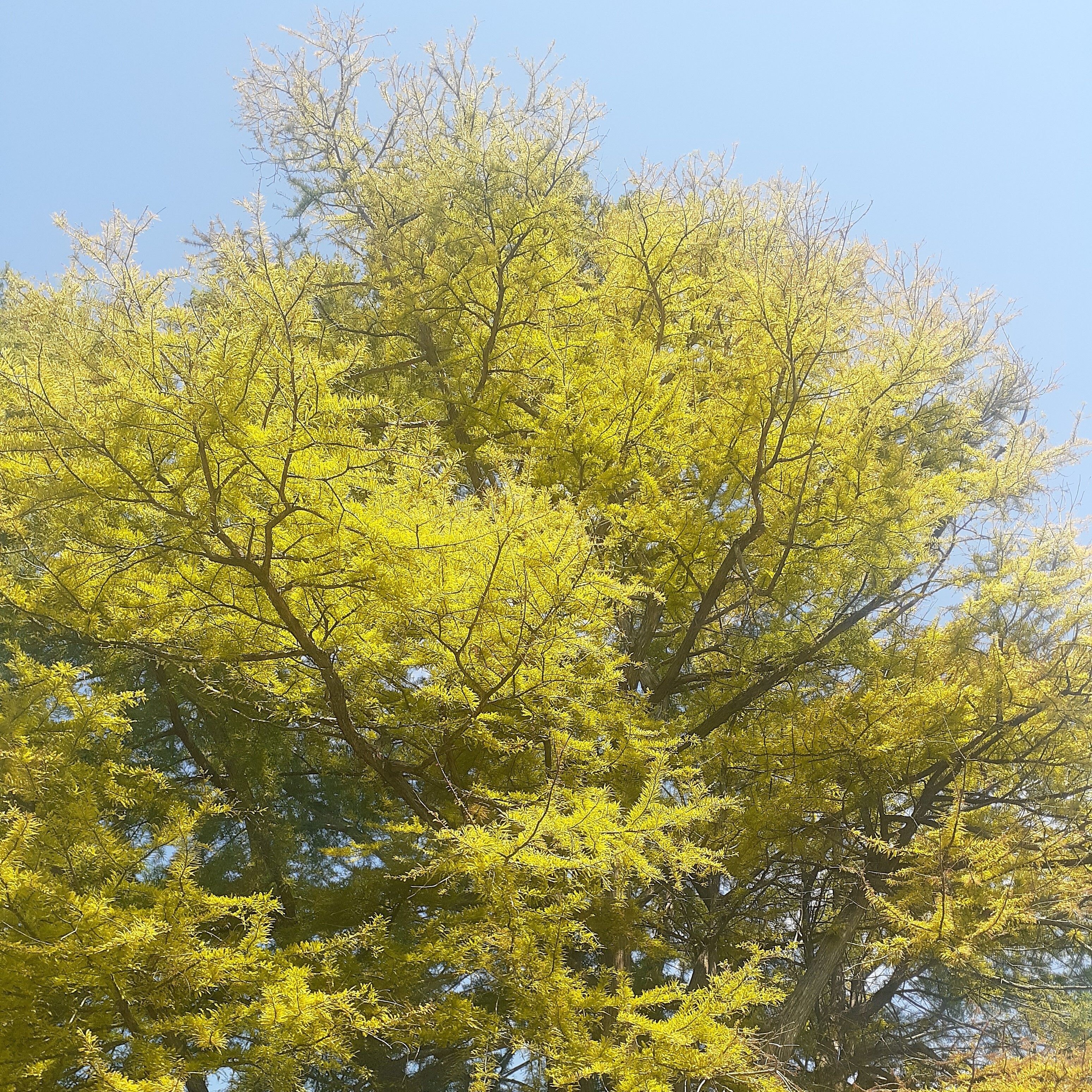 Nebraska's state champion bald cypress is located on UNL's East Campus in Lincoln. 