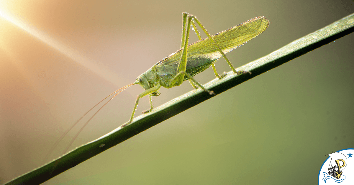 Hopping Towards Hope