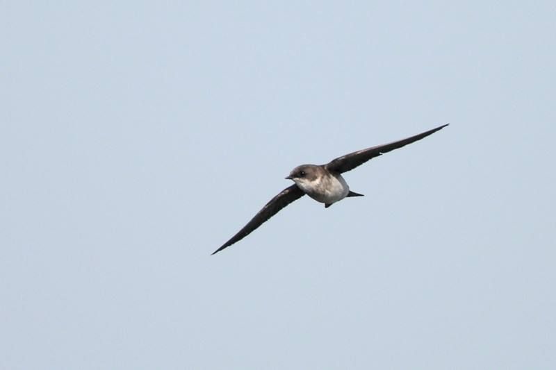 Bank Swallow