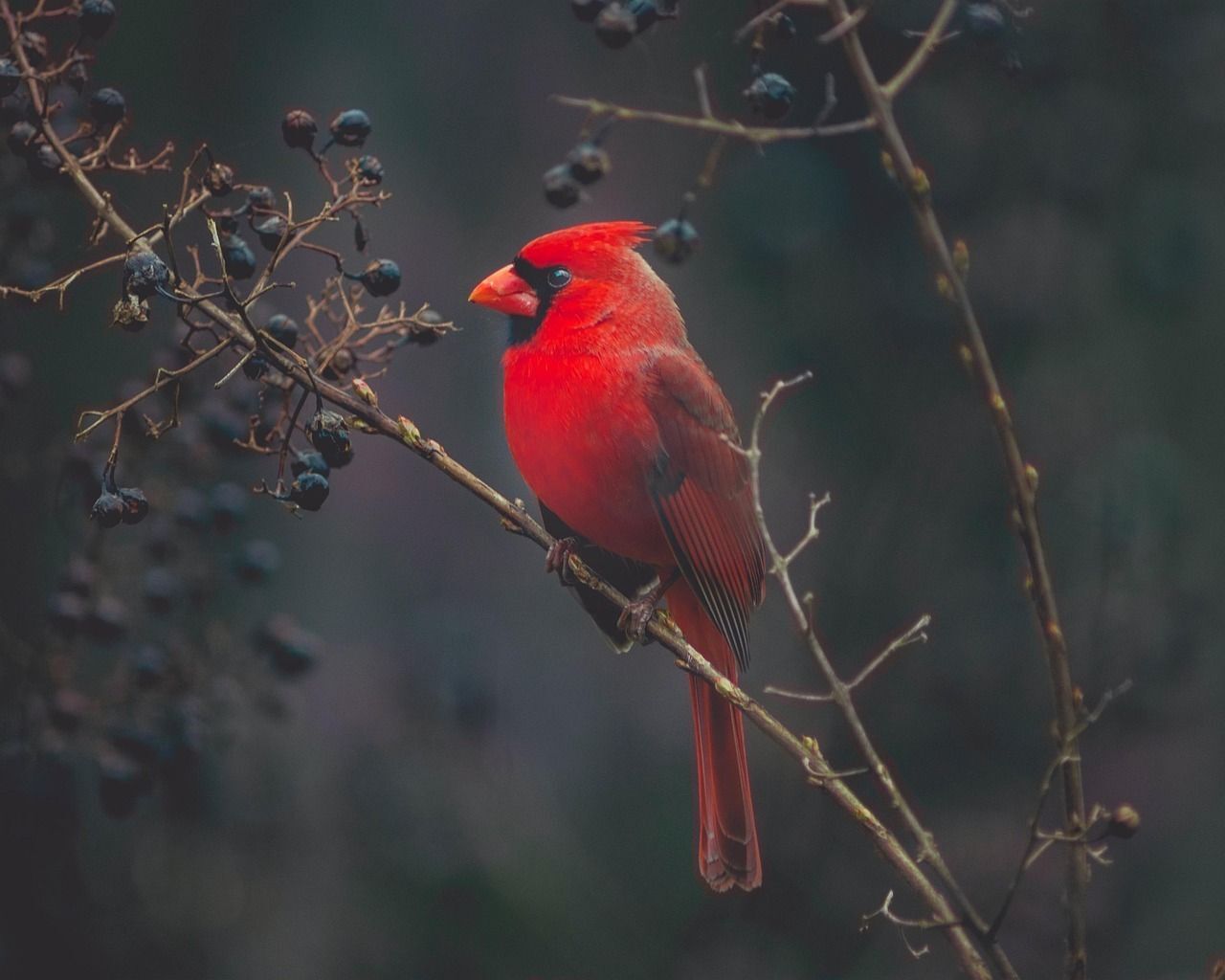 Male cardinal perched on branch