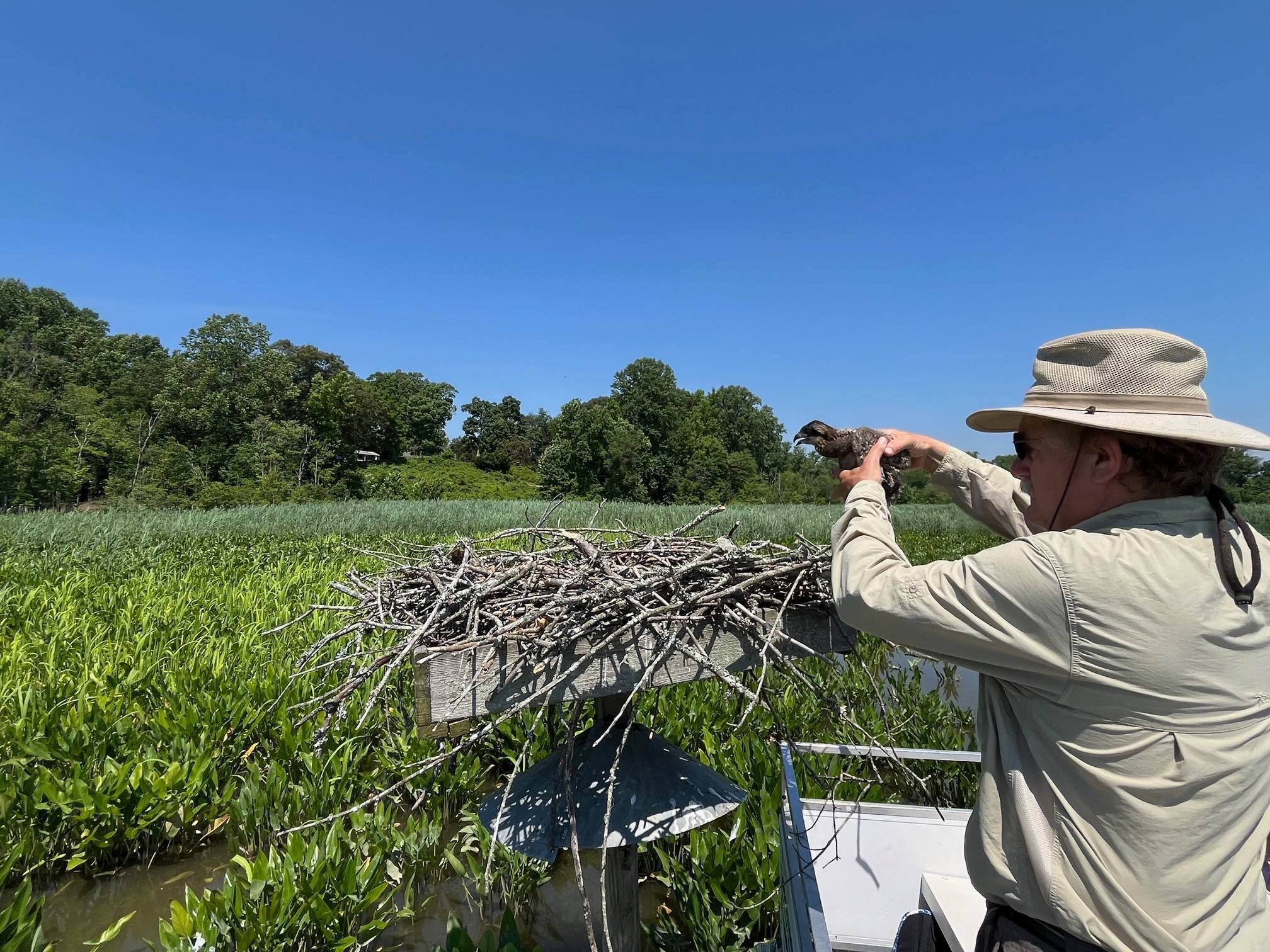 Two osprey in a Patuxent River platform nest. One osprey is crouched in the background while the other steps forward and screeches at the camera. Owl Moon Raptor Center.