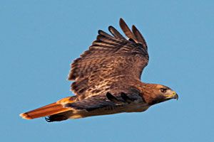 Beak of the Week: Red-tailed Hawk