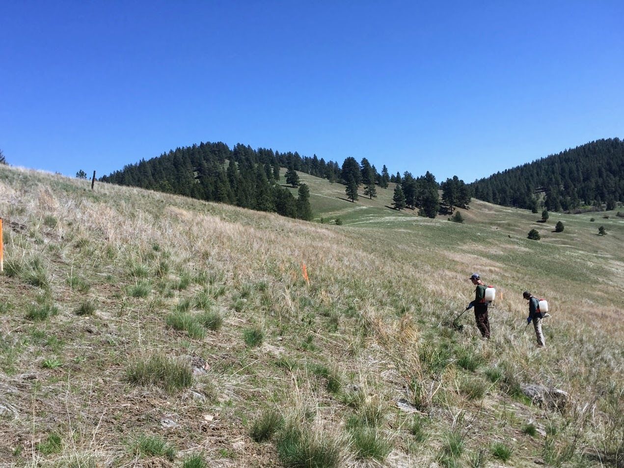 A weeds crew spraying on the hills above Missoula.