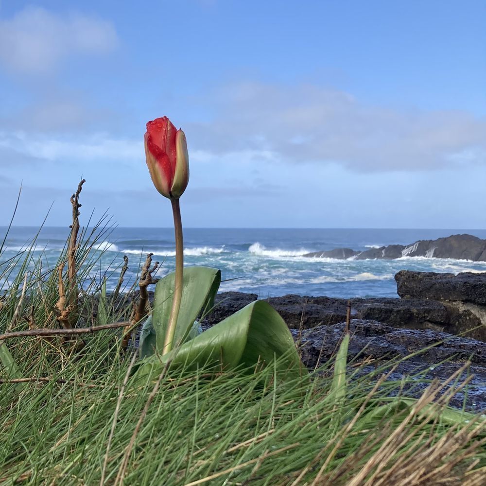 Single red tulip with Pacific Ocean waves in the background