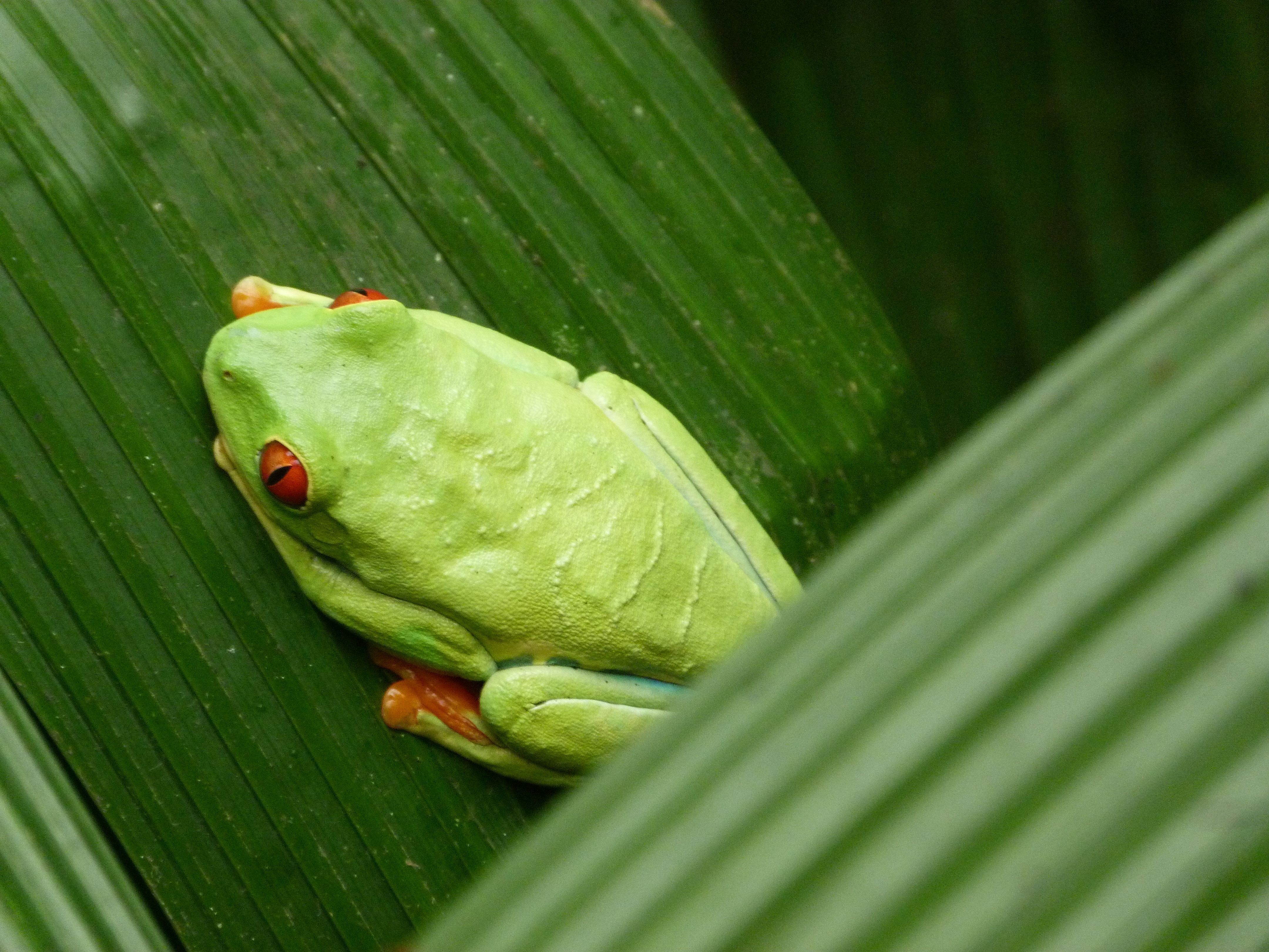 Treefrogs dicovered in Pacific