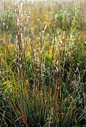 Little Bluestem