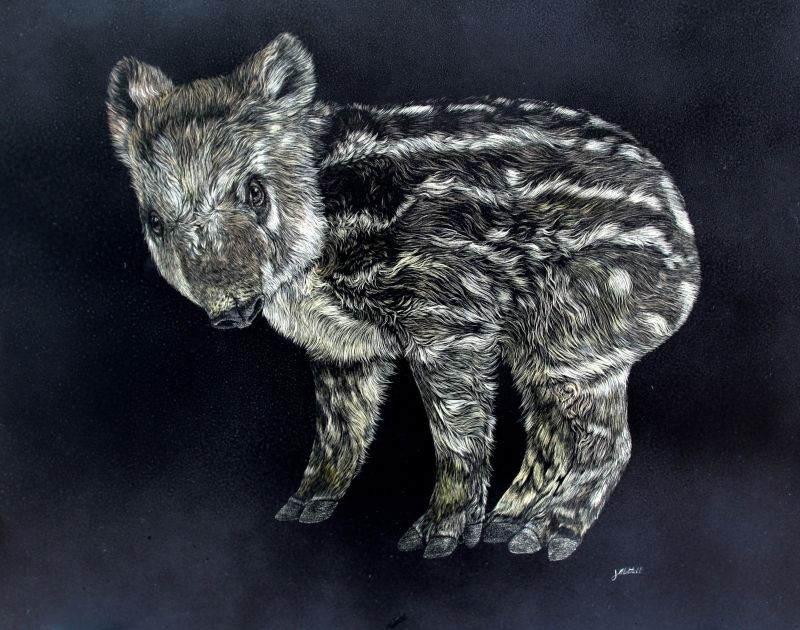 Young Mountain Tapir