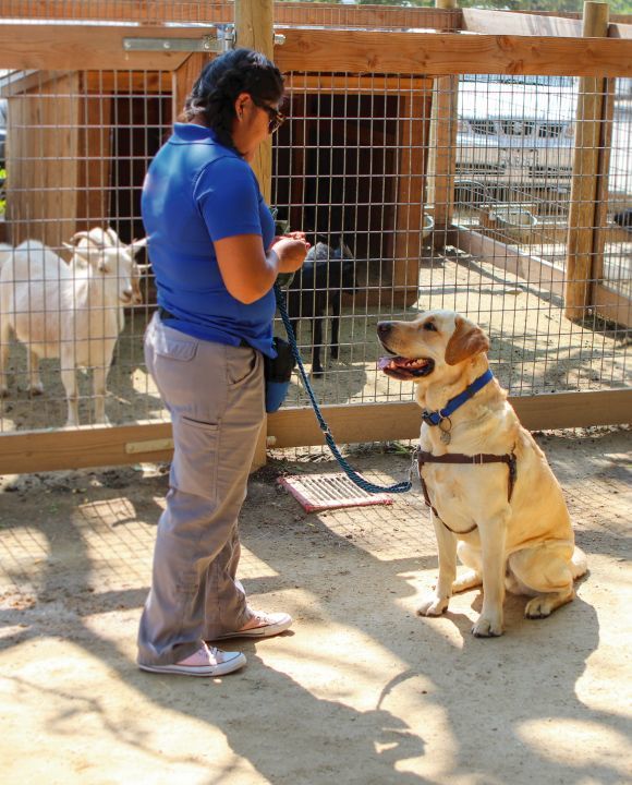 how is a service dog trained