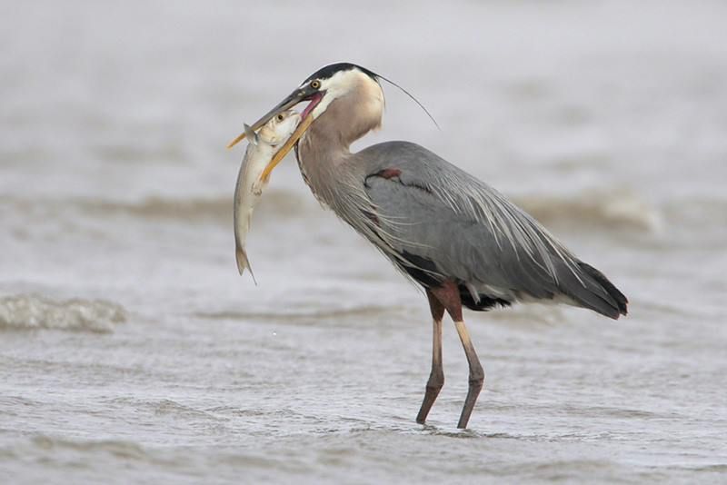 Great Blue Heron