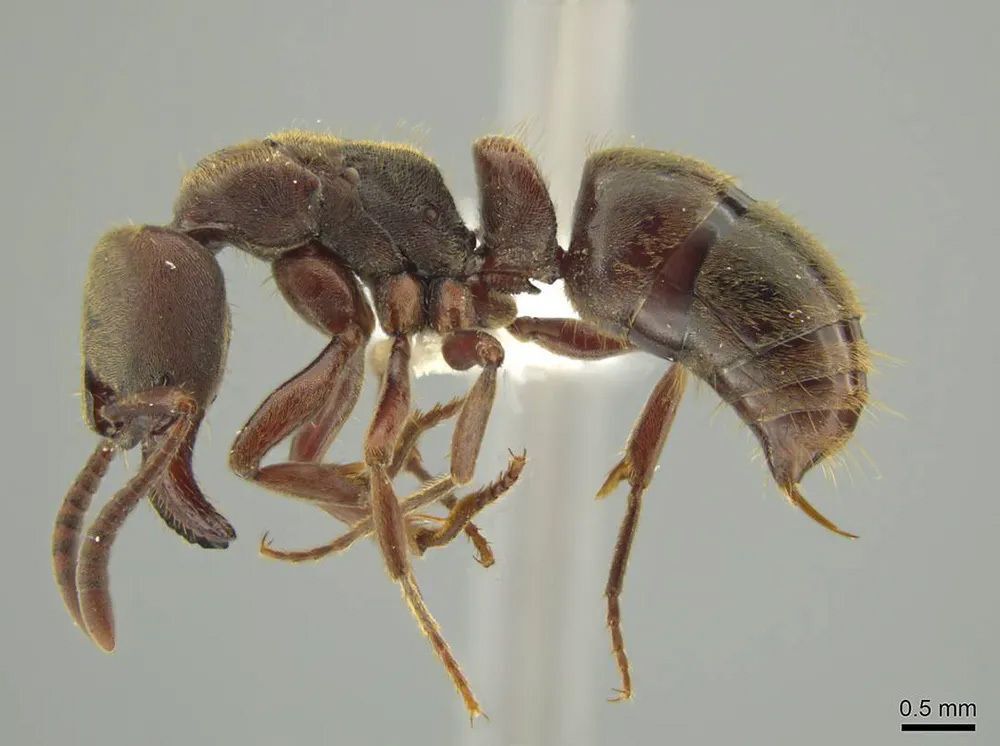 For an Understudied Ant Genus, Two Researchers Choose a “Bird Guide” ID Tool