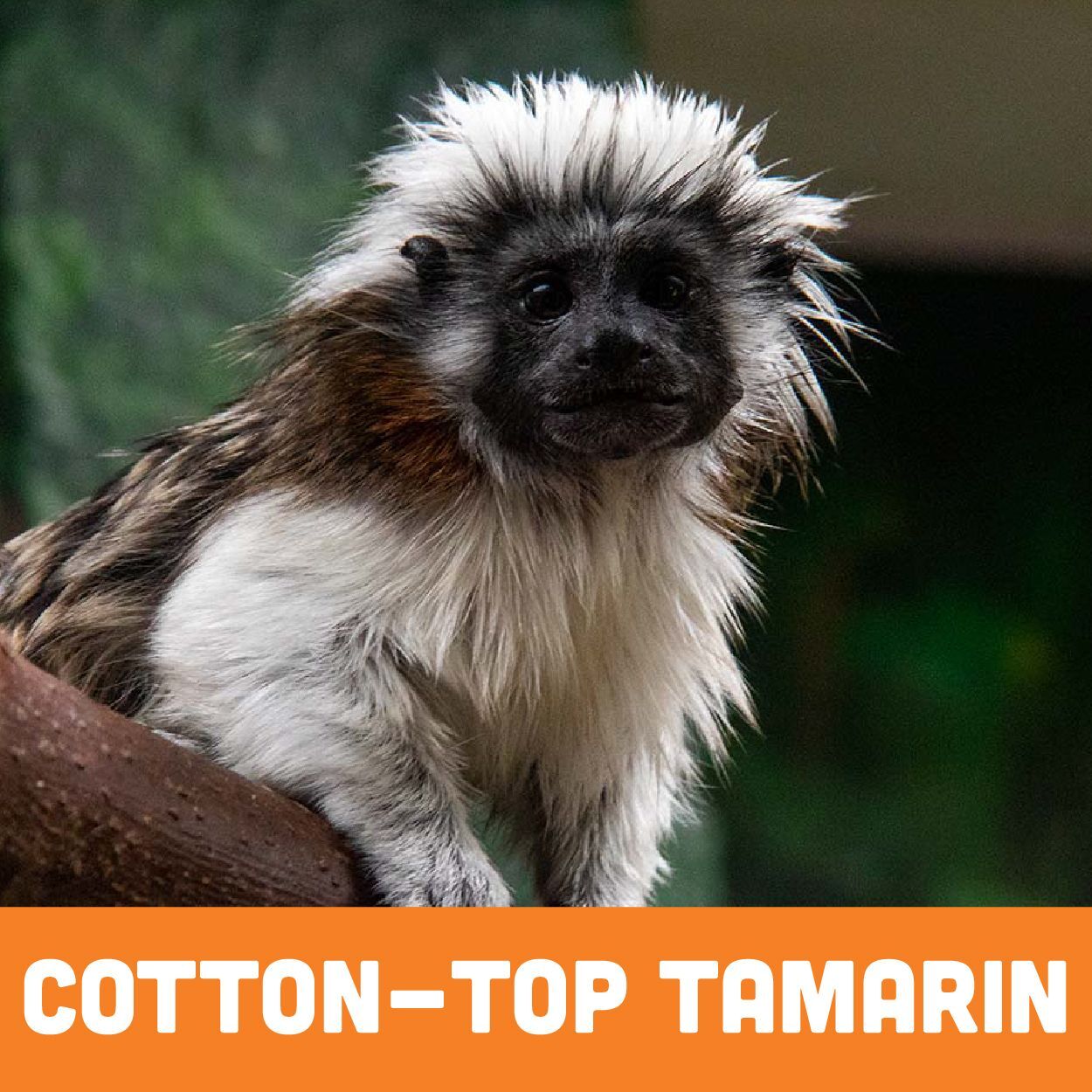 Cotton-top tamarin