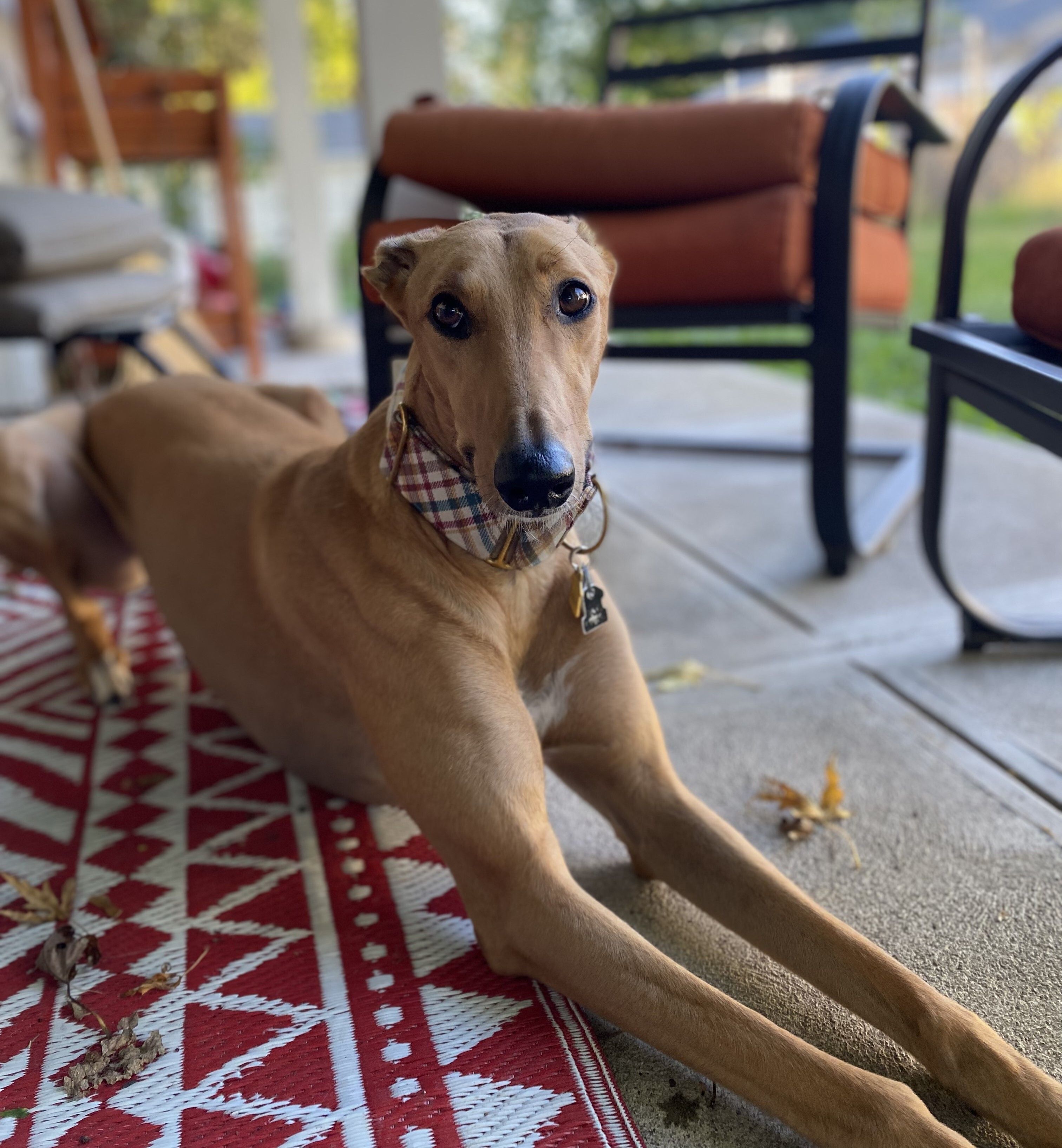 Welcome to the Long-Dog Life: Essential Tips for New Owners
